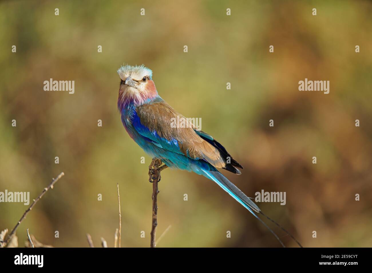Lilac breasted Roller Is Standing On A Thin Branch The National Bird lilac-breasted-roller-is-standing-on-a-thin-branch-the-national-bird