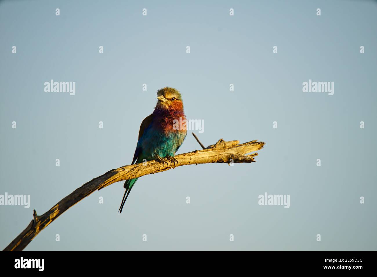 National Bird Of Kenya Hi-res Stock Photography And Images - Alamy