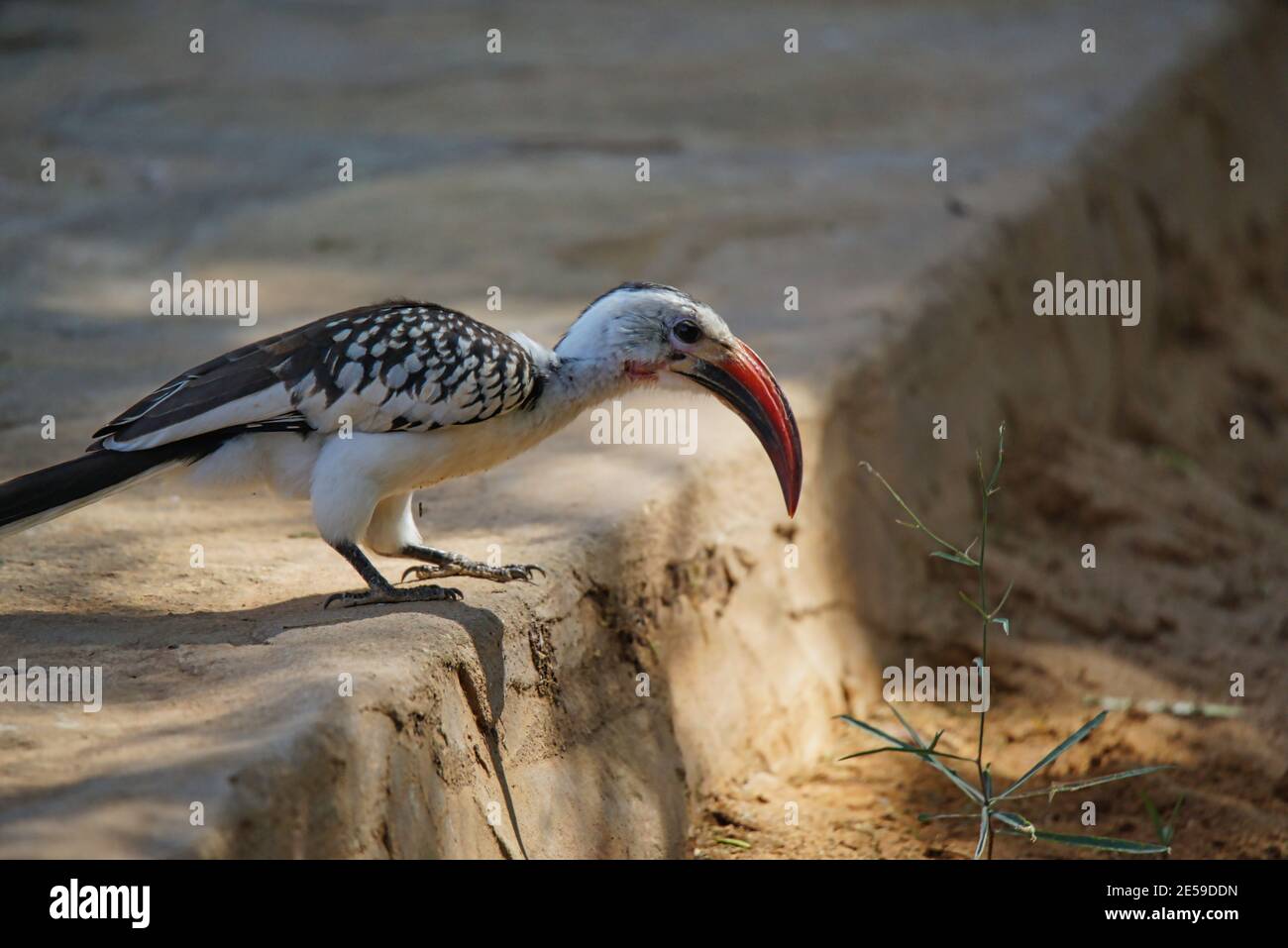 A Red-billed hornbill stands on the platform. A grass is in front of its beak. Large numbers of animals migrate to the Masai Mara National Wildlife Re Stock Photo