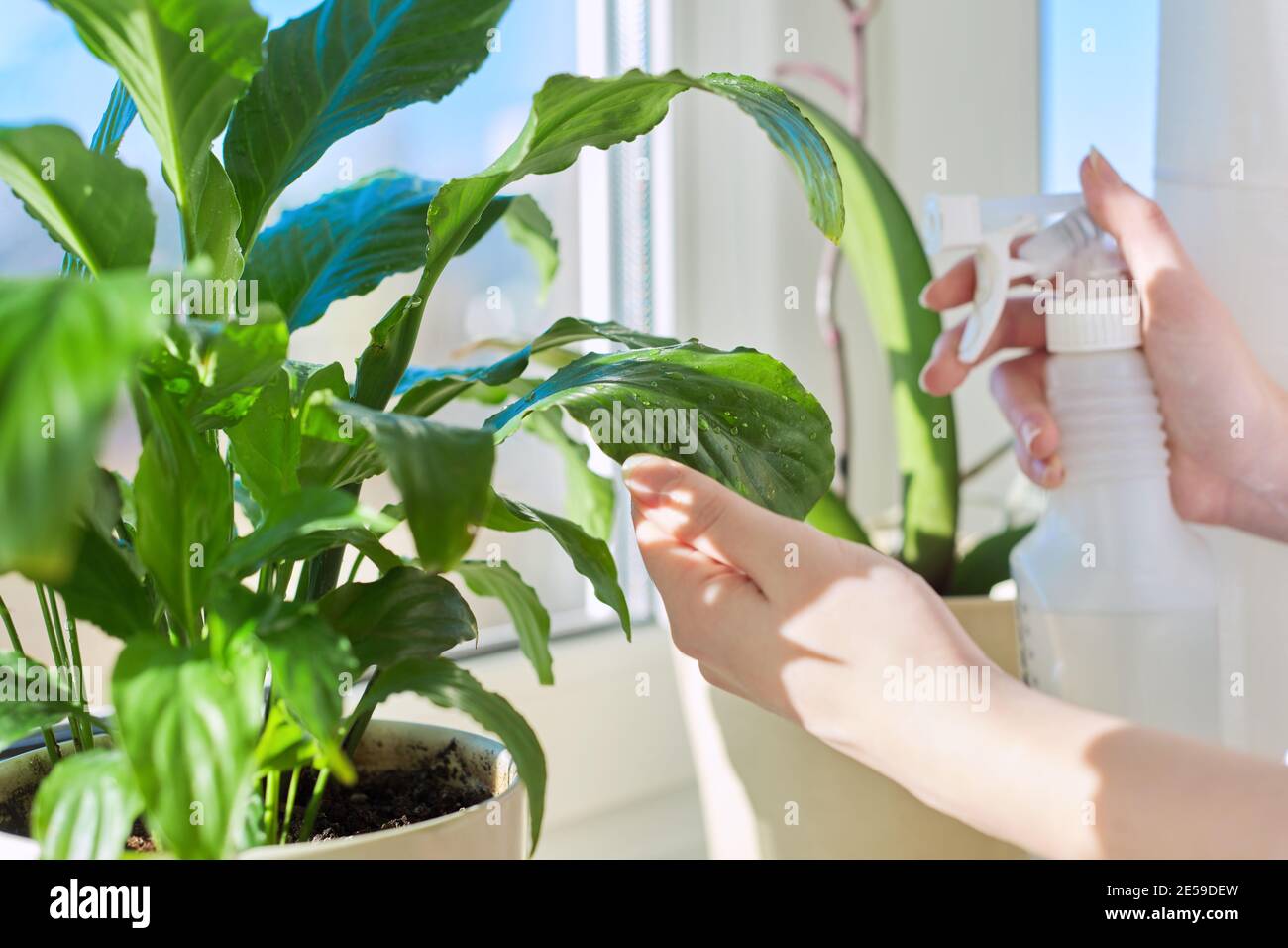 Indoor plant on windowsill, closeup of woman with spray gun spraying leaves Stock Photo Alamy