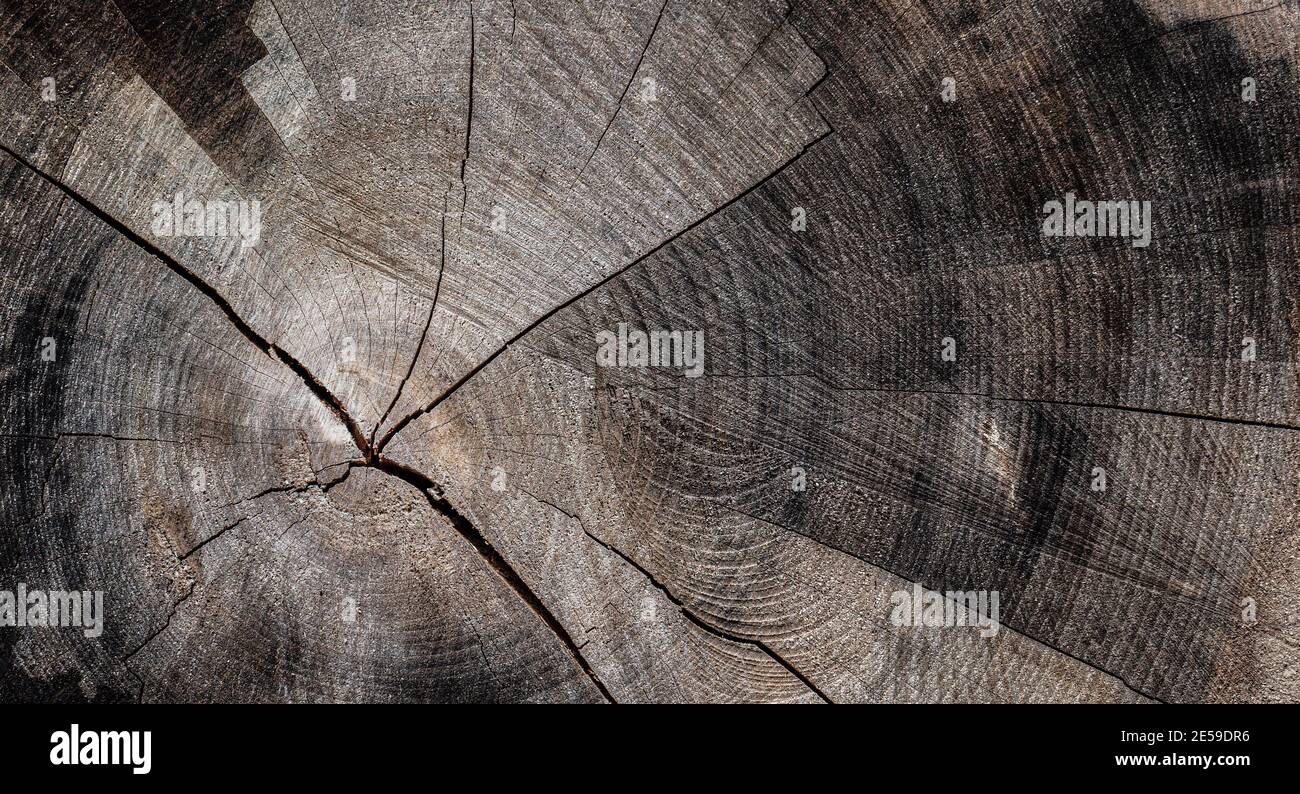 Old oak wood rings texture image background Stock Photo - Alamy