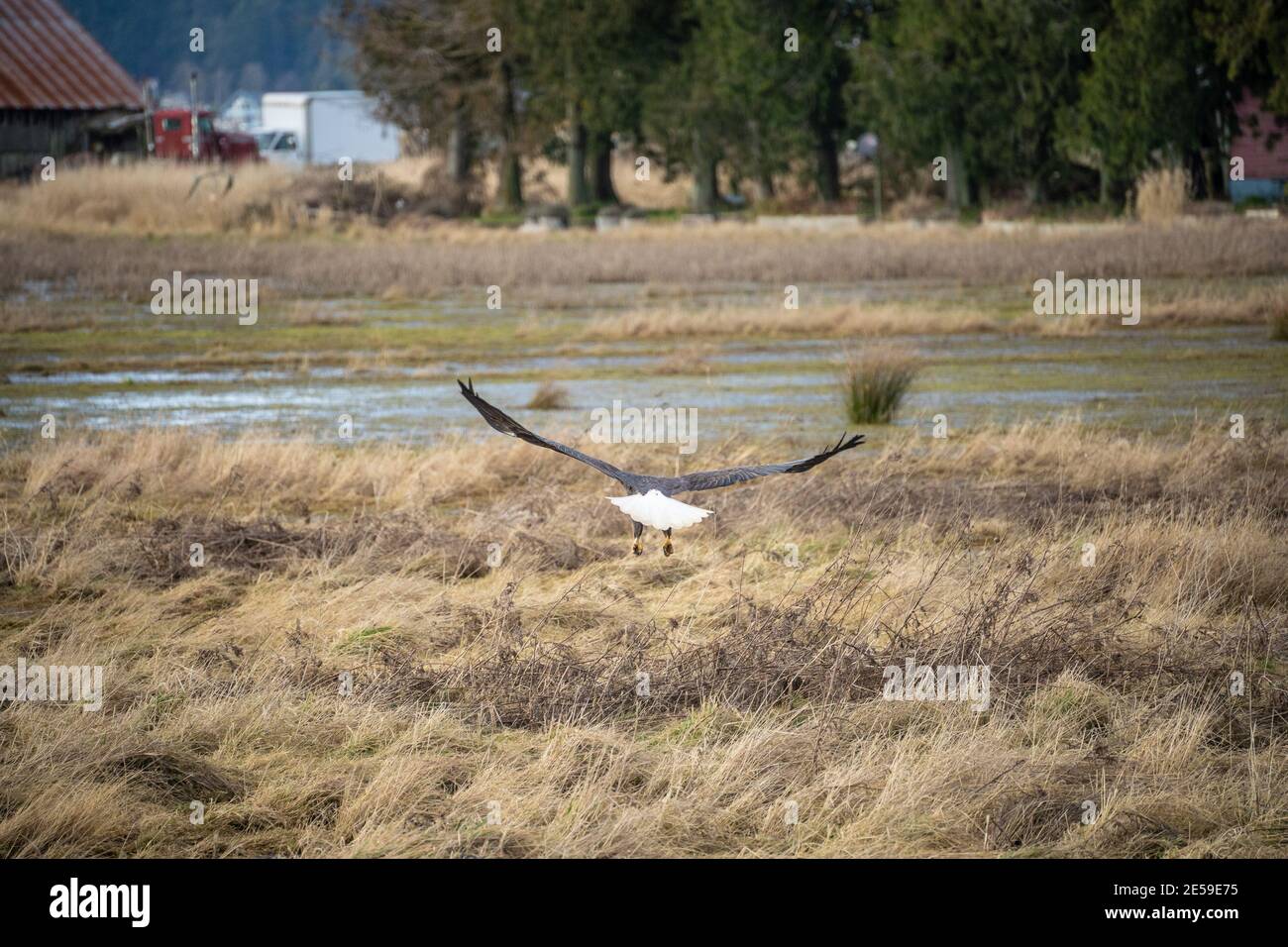 Bald eagle (Haliaeetus leucocephalus) is a bird of prey found in North America. It is found near large bodies of open water with an abundant food supp Stock Photo