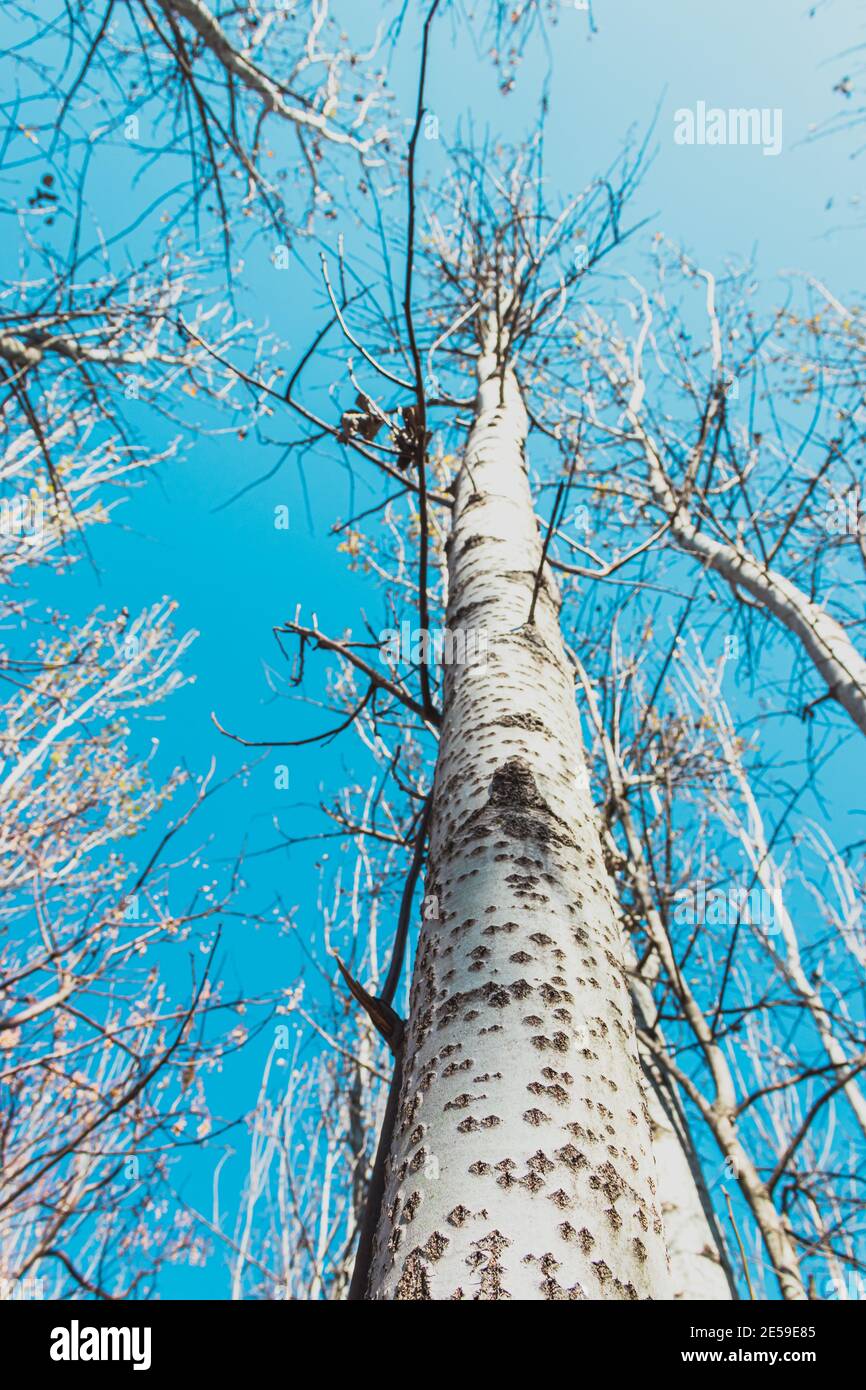 Poplar trees in winter Stock Photo Alamy