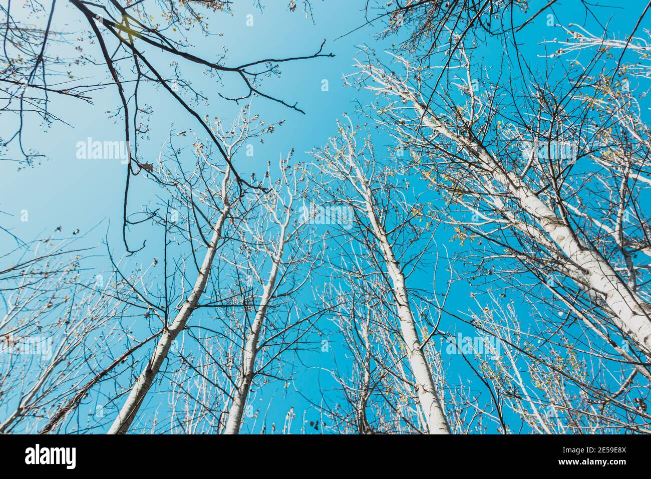 Poplar trees in winter Stock Photo Alamy