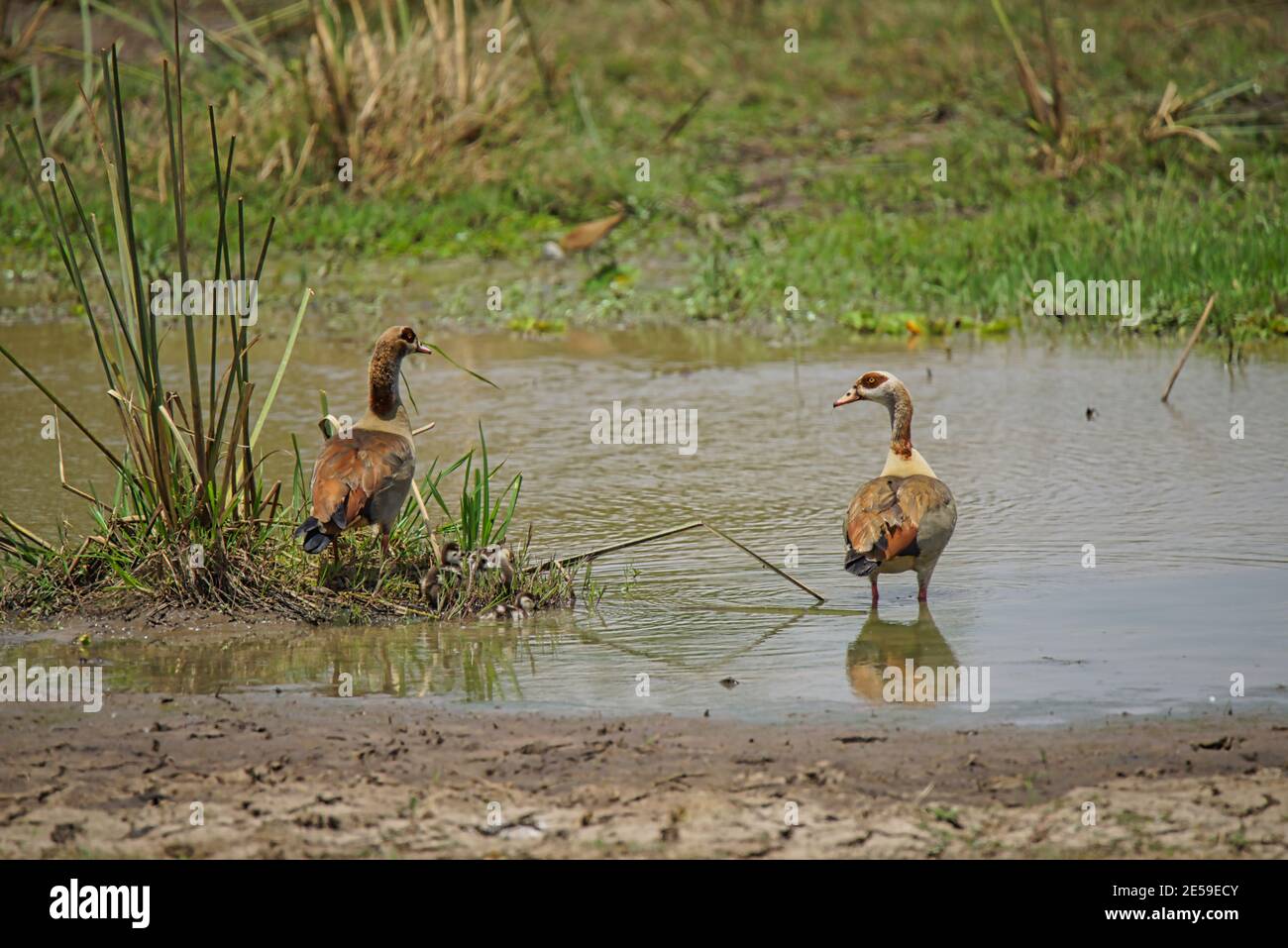 Egyptian goose egyptian gooses hi-res stock photography and images - Alamy