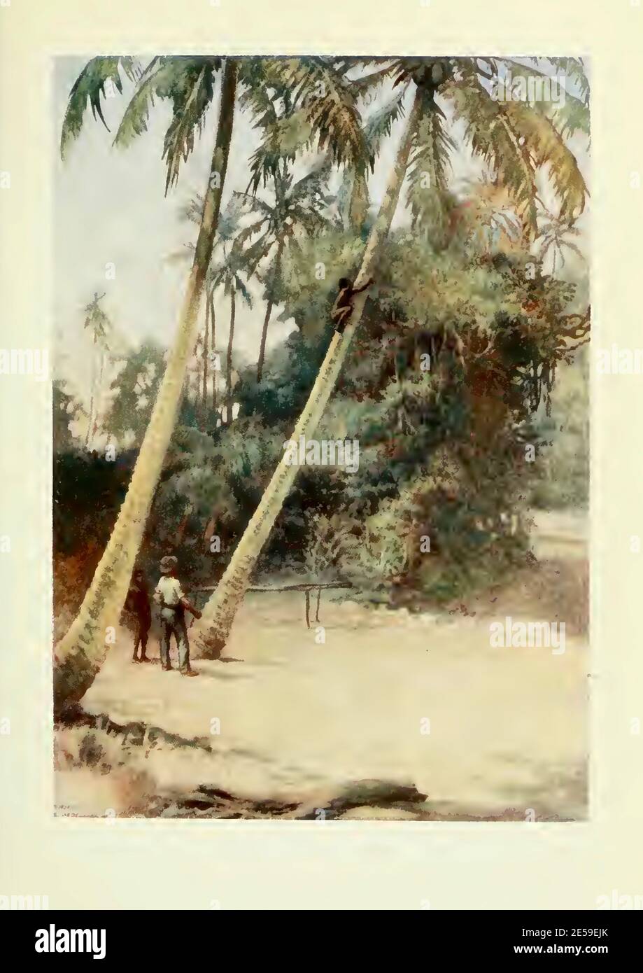 Norman Hardy painting showing a Soloman Island boy as he shimmies up a coconut tree. Stock Photo