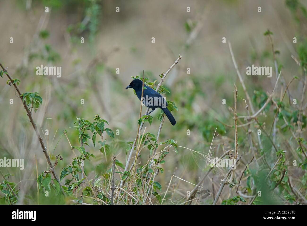 Slatecolored boubou (Laniarius funebris) stands on a shrub branch