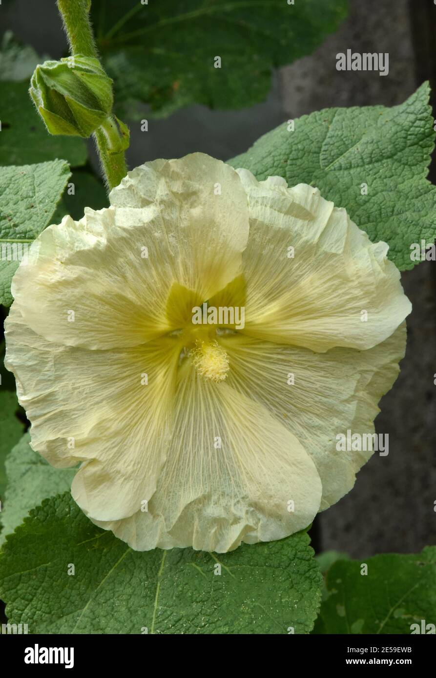 Hollyhock cottage garden hi-res stock photography and images - Alamy