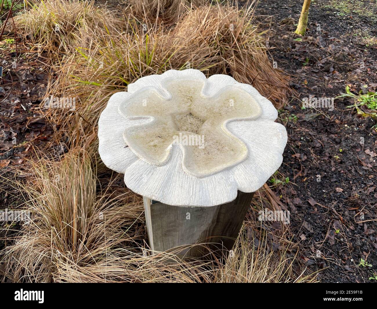 Carved White Stone Bird Bath Surrounded by Winter Foliage of an Ornamental Grass in a Herbaceous Border at Rosemoor Garden in Rural Devon, England, UK Stock Photo