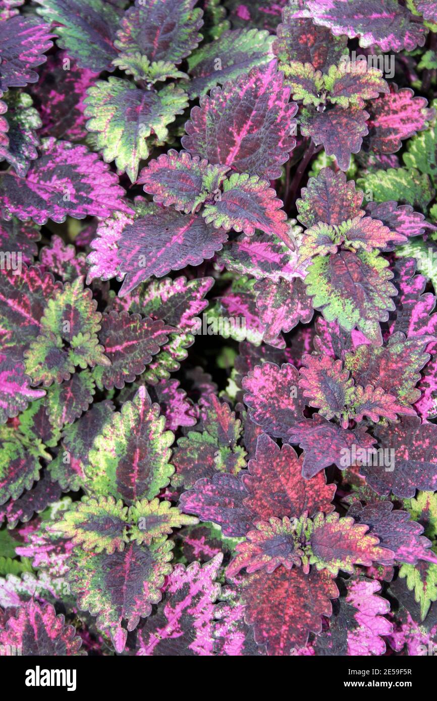 Variegated Coleus Leaves Stock Photo