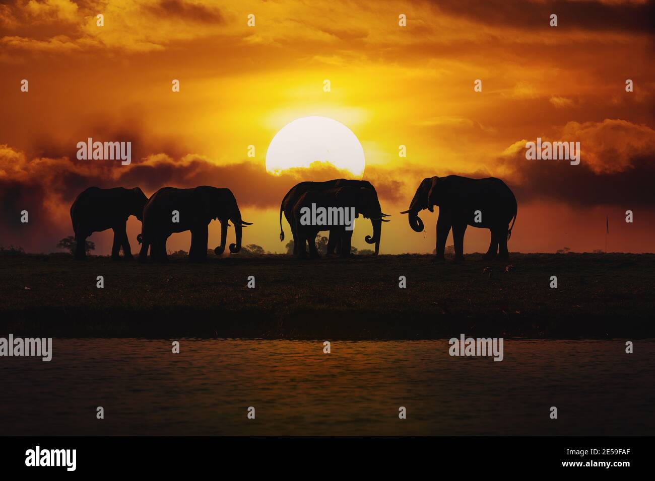 Evening silhouette over sunset of African Elephant, Botswana. Africa ...