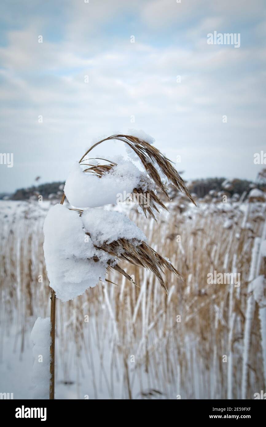 Landscape snow covered reeds hi-res stock photography and images - Alamy