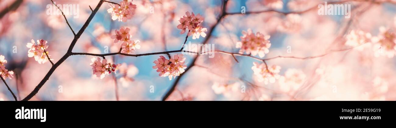 Blurred sakura tree twigs on blue background. Stock Photo