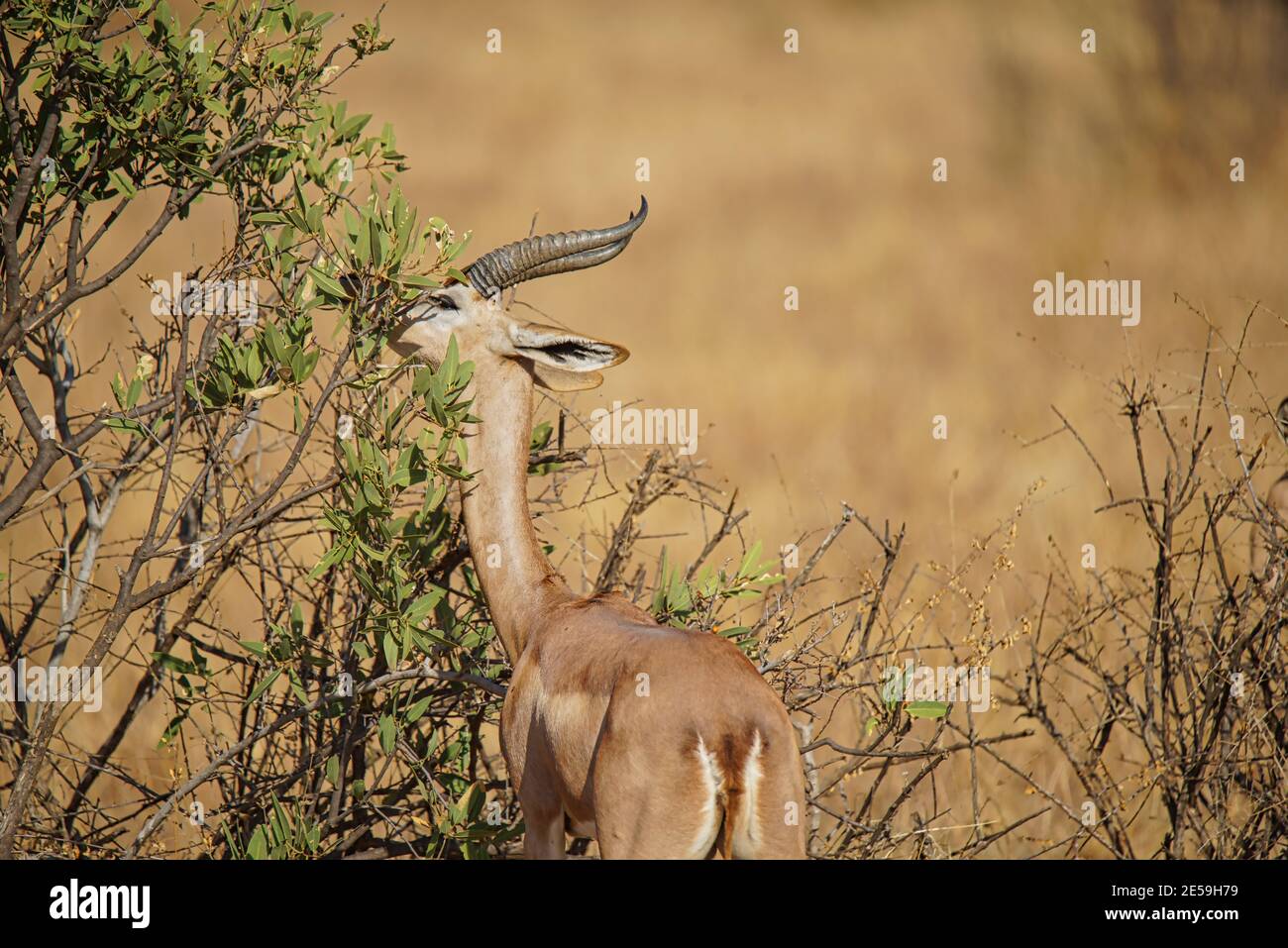 The Gerenuk (Litocranius walleri) is eating the leaves of the bush. Large numbers of animals migrate to the Masai Mara National Wildlife Refuge in Ken Stock Photo