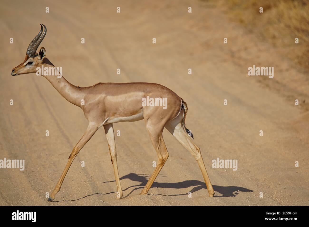 Male Gerenuk is walking on the loess road. Its profile and full-body portrait. Large numbers of animals migrate to the Masai Mara National Wildlife Re Stock Photo