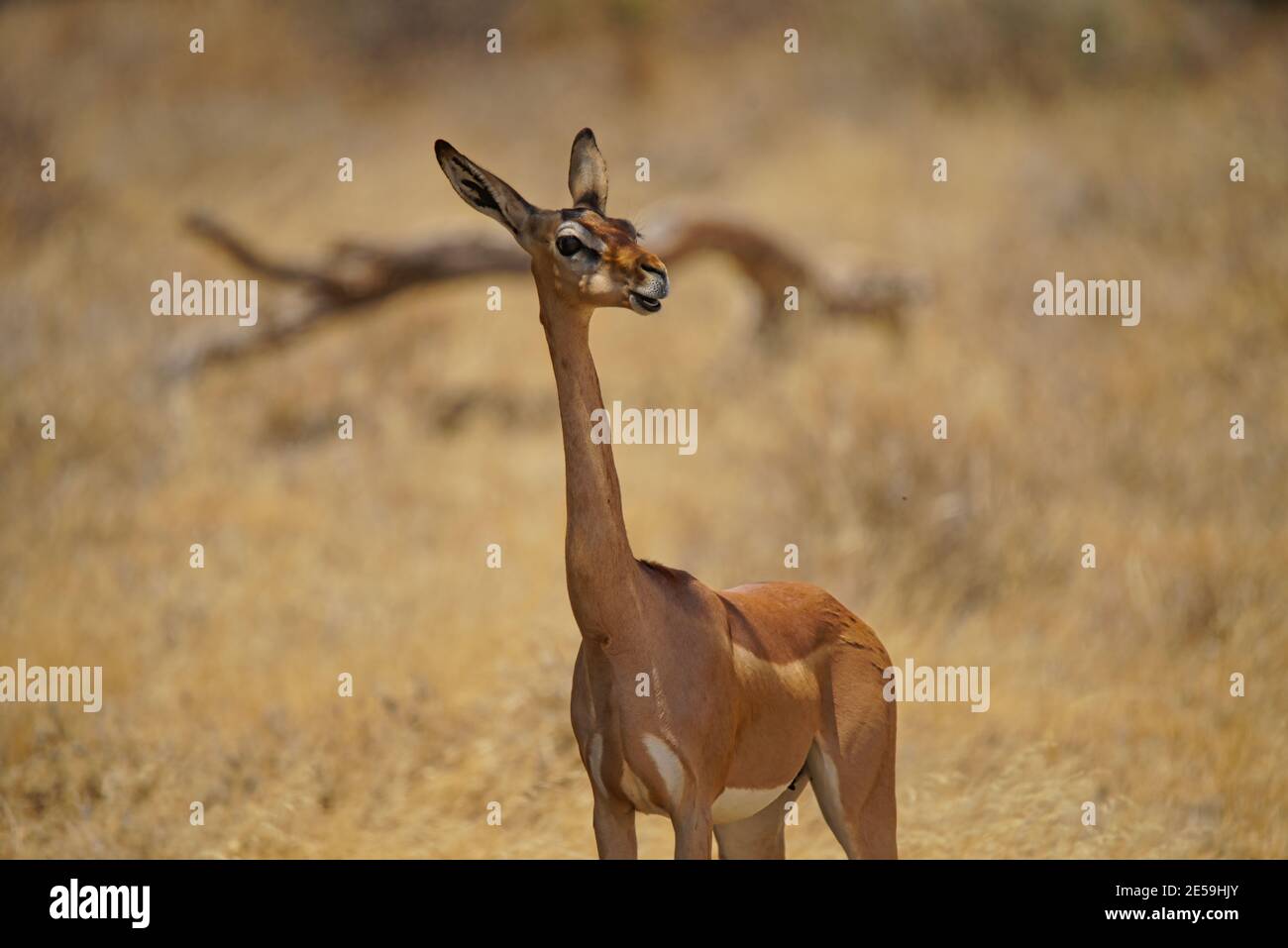 Female Gerenuk is standing on the grass. Straighten its ears and open its mouth. Large numbers of animals migrate to the Masai Mara National Wildlife Stock Photo