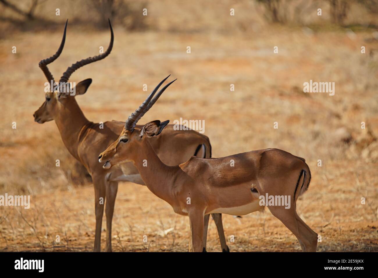 Young impala in kruger hi-res stock photography and images - Alamy