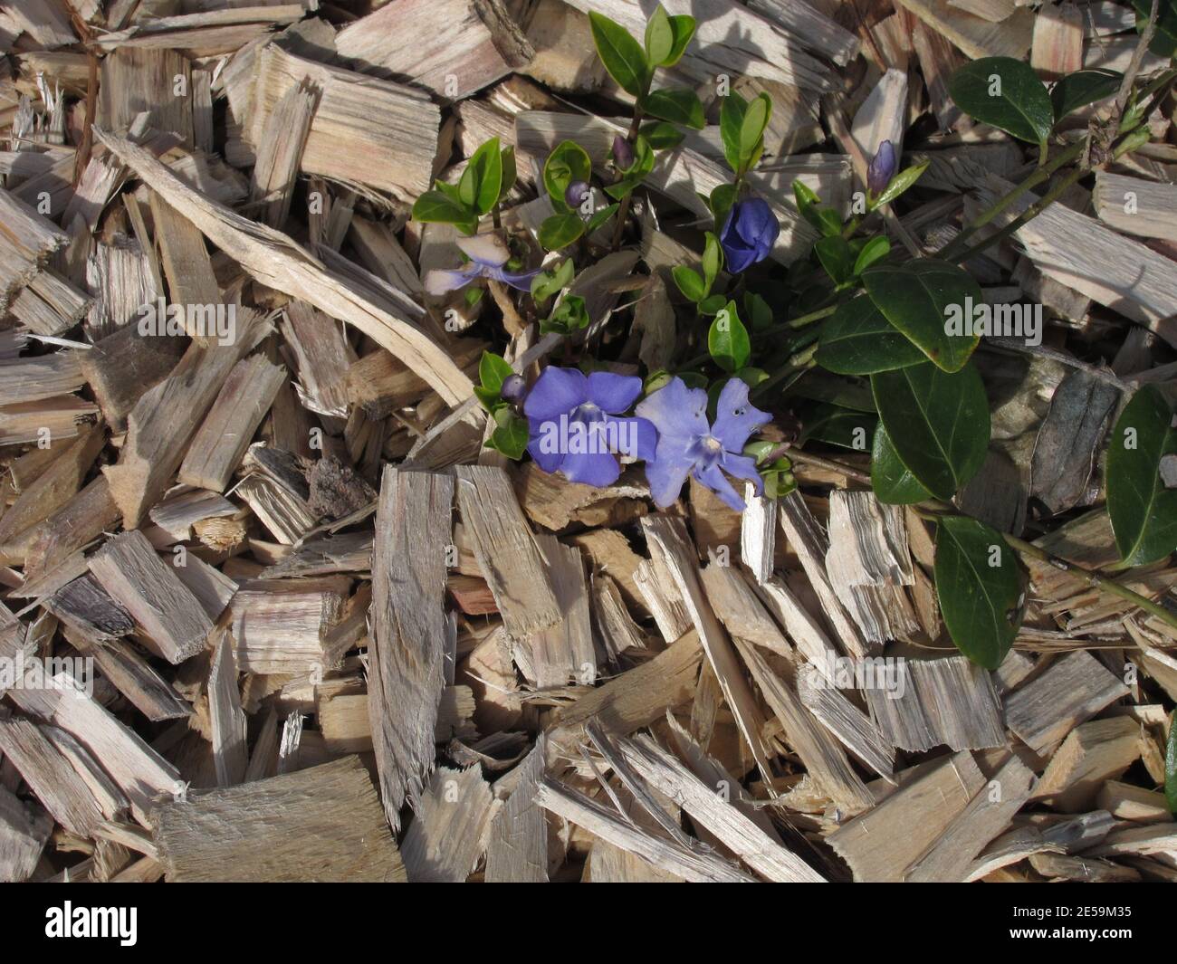 mulching a flower bed with wood chips Stock Photo Alamy