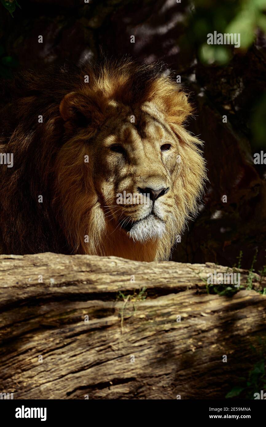 Sad lion in the zoo, Portrait of a lion in captivity Stock Photo - Alamy