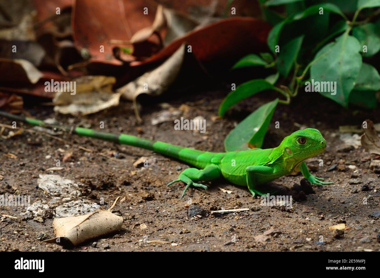 Iguana iguana, green iguana, Grüner Leguan, Jungtier, juvenil Stock Photo