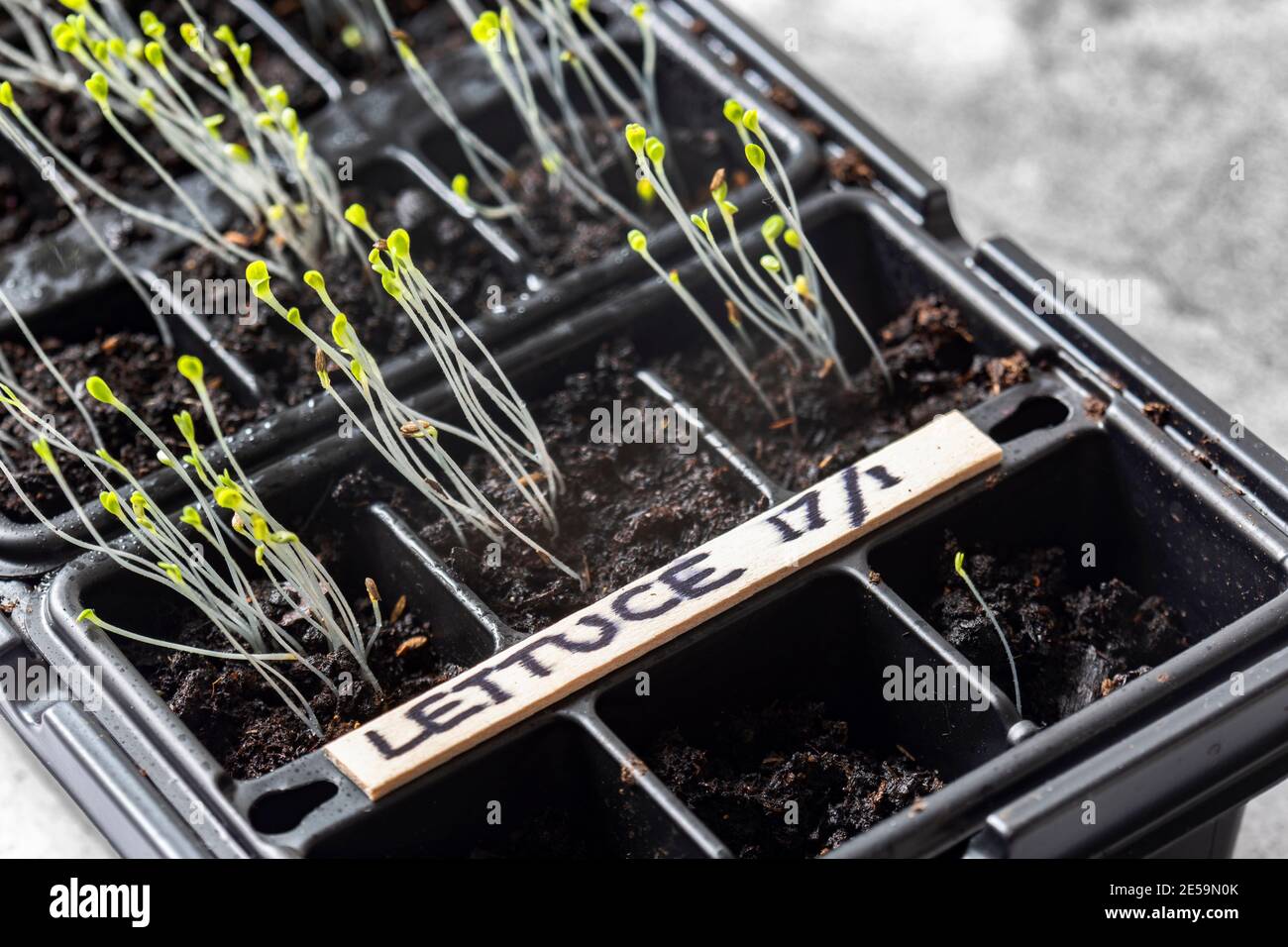 Lettuce seedlings in plastic seed trays labelled with date.  Concrete background Stock Photo