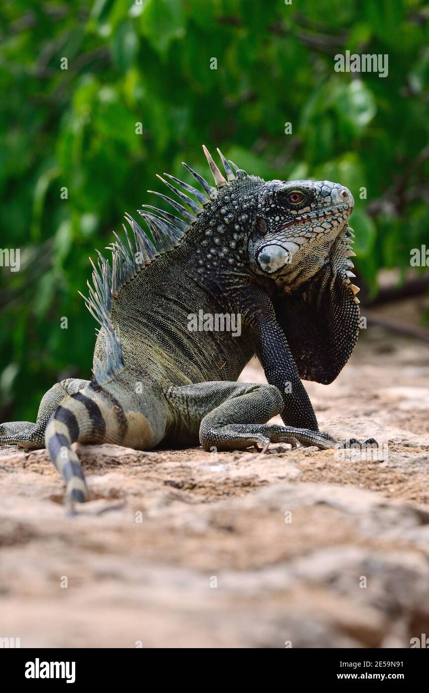 Iguana iguana, green iguana, Grüner Leguan Stock Photo