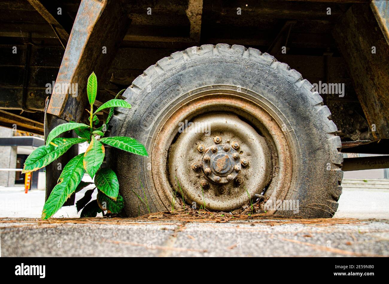 plant clinging to life between stone, concrete and wheel, the struggle of life and to exist Stock Photo