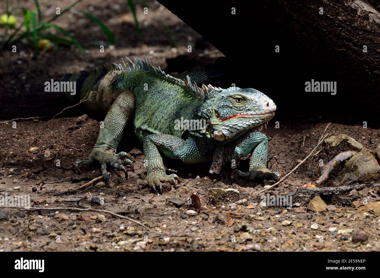 Iguana iguana, green iguana, Grüner Leguan Stock Photo
