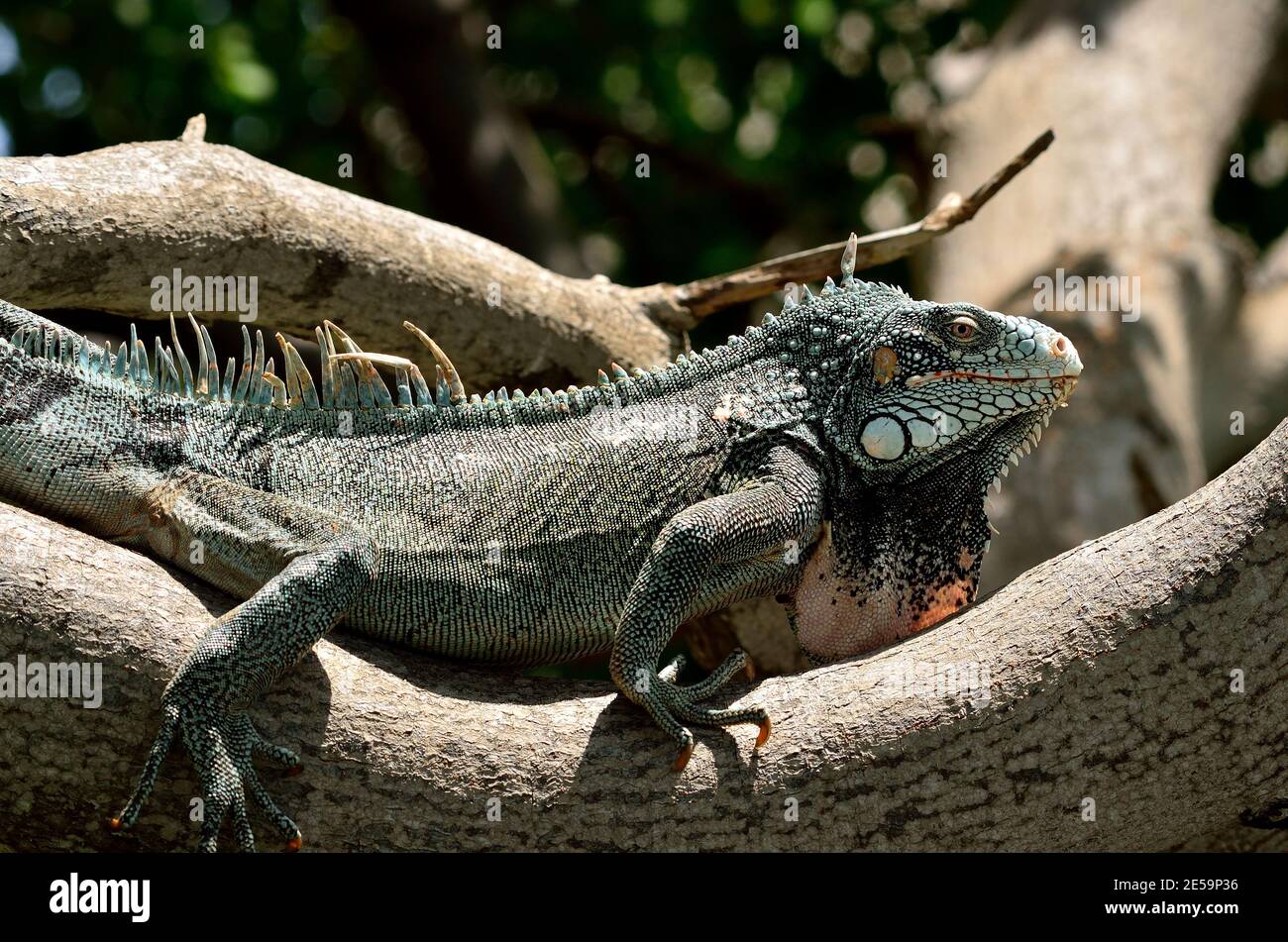 Iguana iguana, green iguana, Grüner Leguan Stock Photo