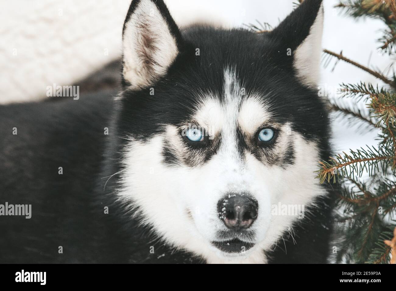 Portrait of a Siberian husky, friendship forever. Pet. Husky Stock