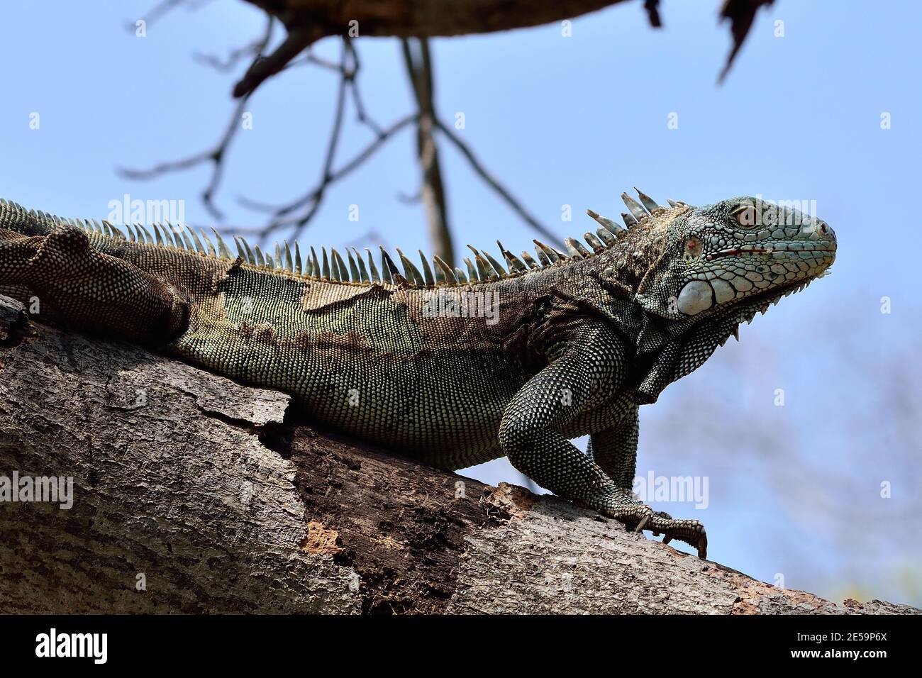 Iguana iguana, green iguana, Grüner Leguan Stock Photo