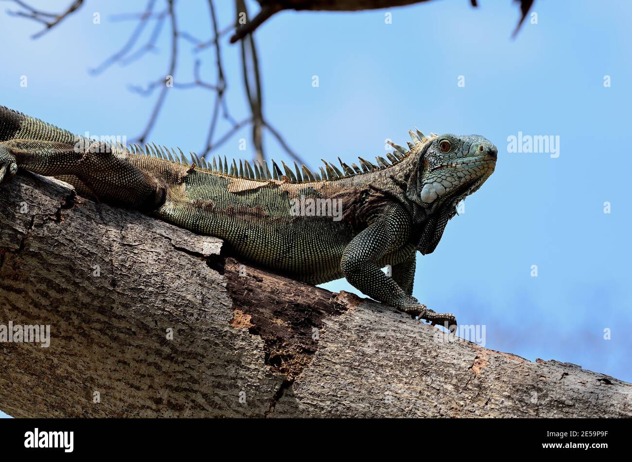 Iguana iguana, green iguana, Grüner Leguan Stock Photo