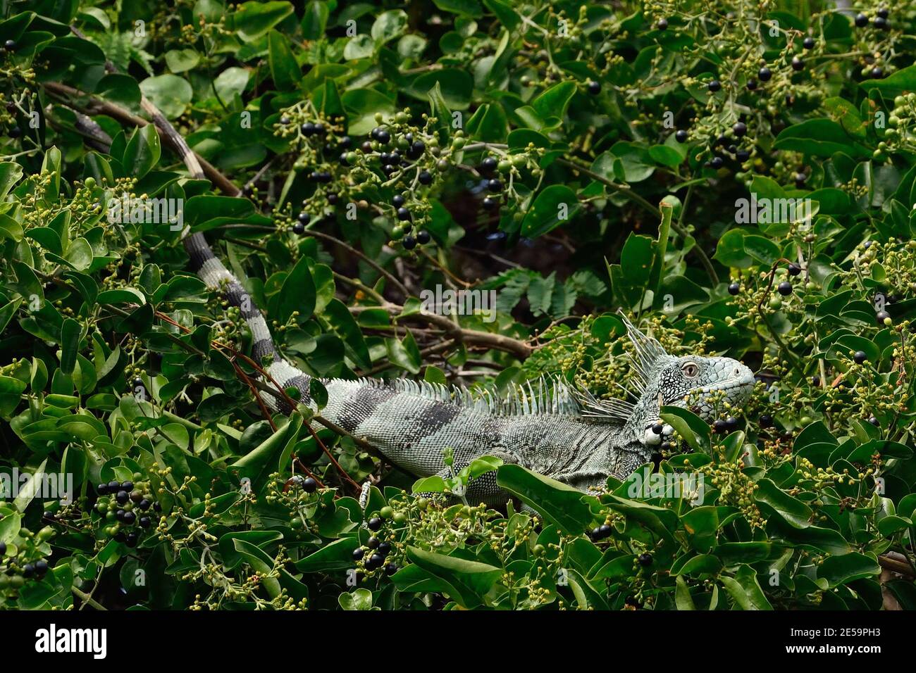 Iguana iguana, green iguana, Grüner Leguan Stock Photo