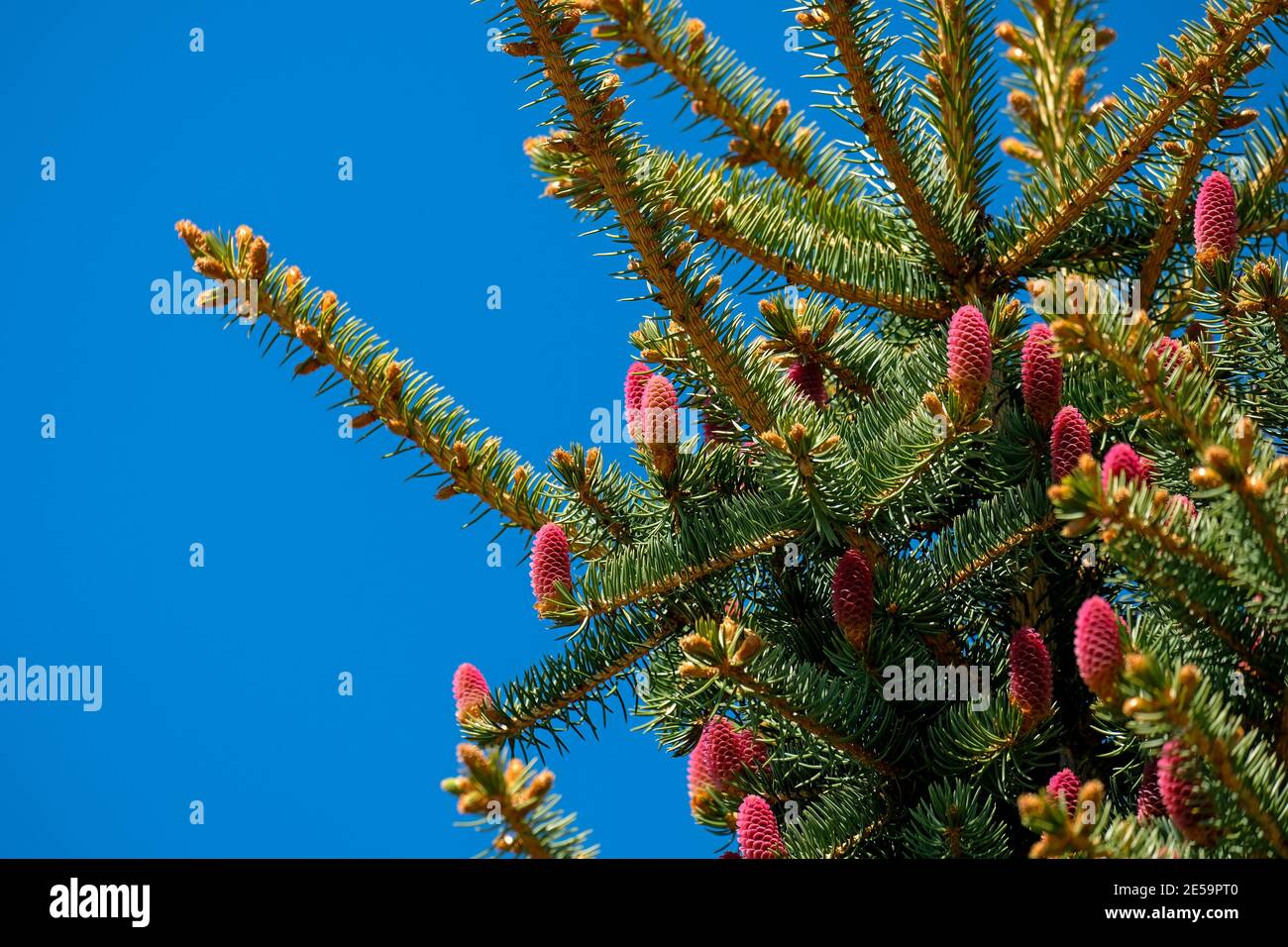 Red spruce tree hi-res stock photography and images - Alamy