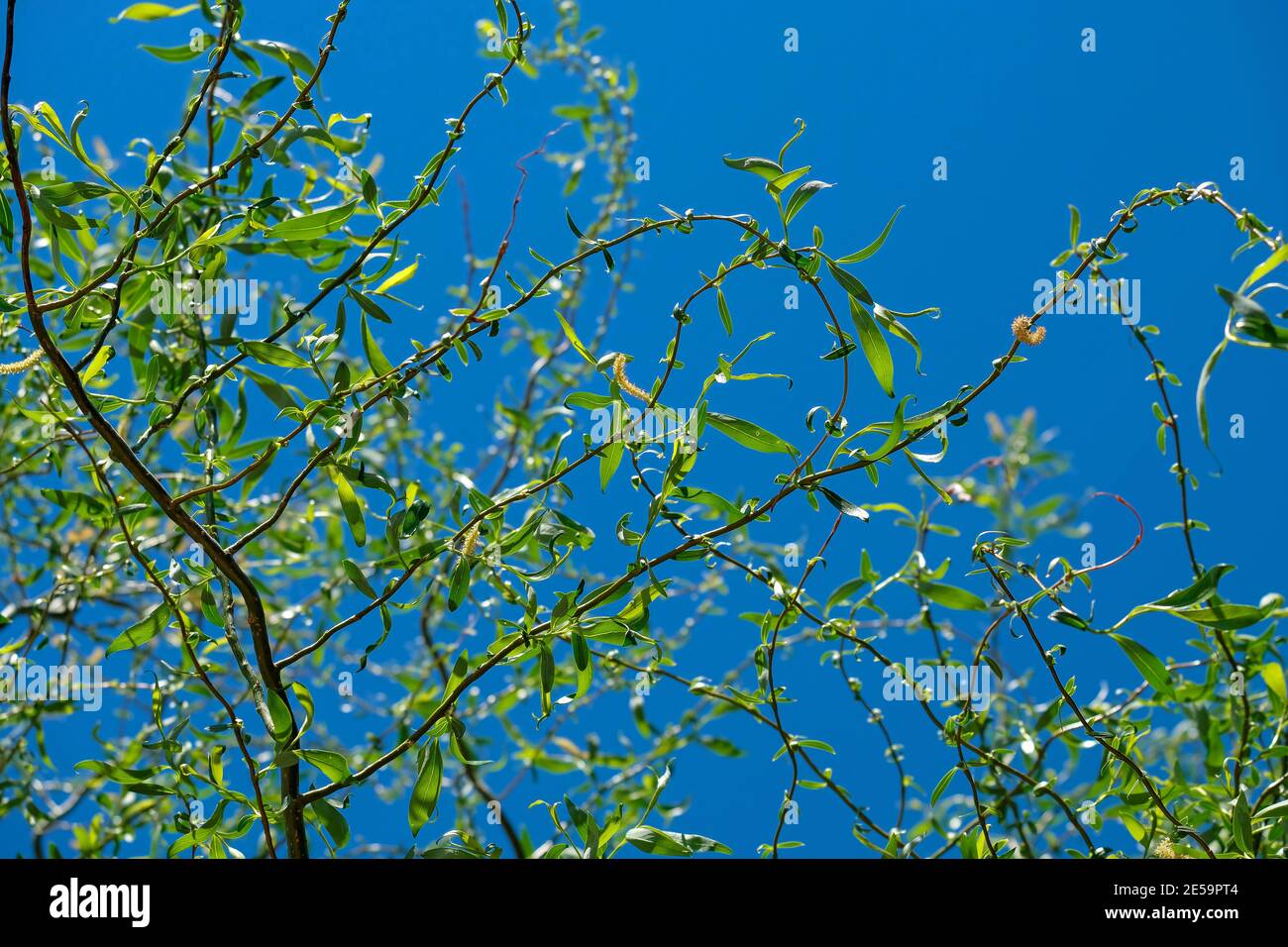 Thin branches of a willow on a background of blue sky. Salix. Stock Photo