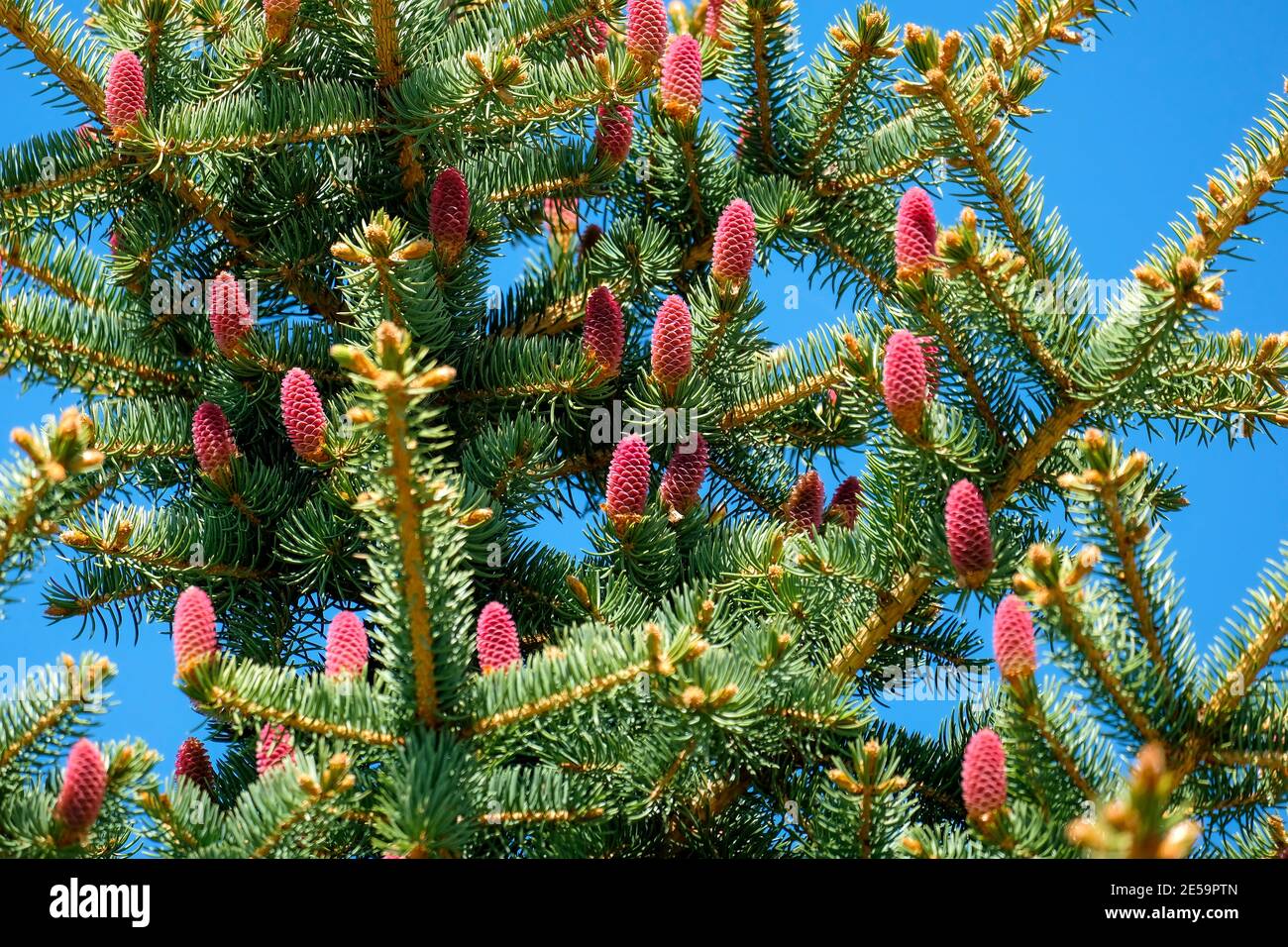 Blue spruce with red cones on a blue sky background. Stock Photo