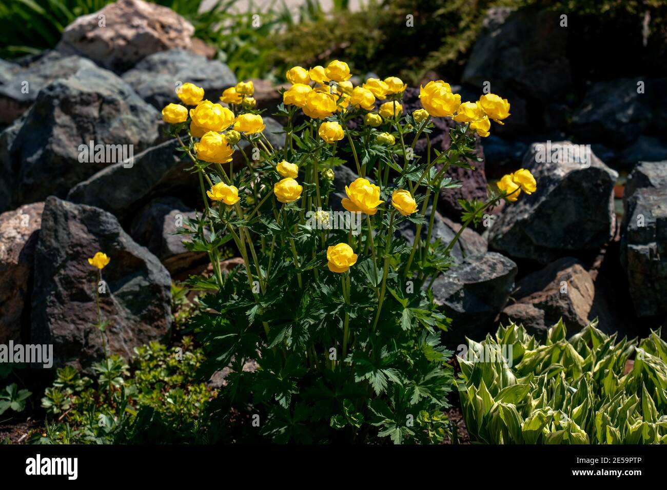 Globe-flower yellow flowers in landscape. Trollius europaeus. Stock Photo