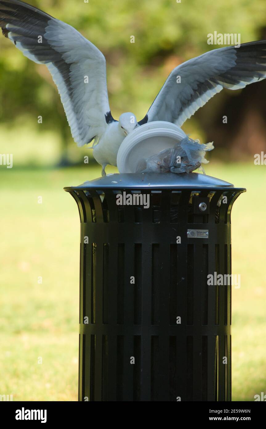 Blackbacked gull Larus dominicanus searching for food in a waste bin