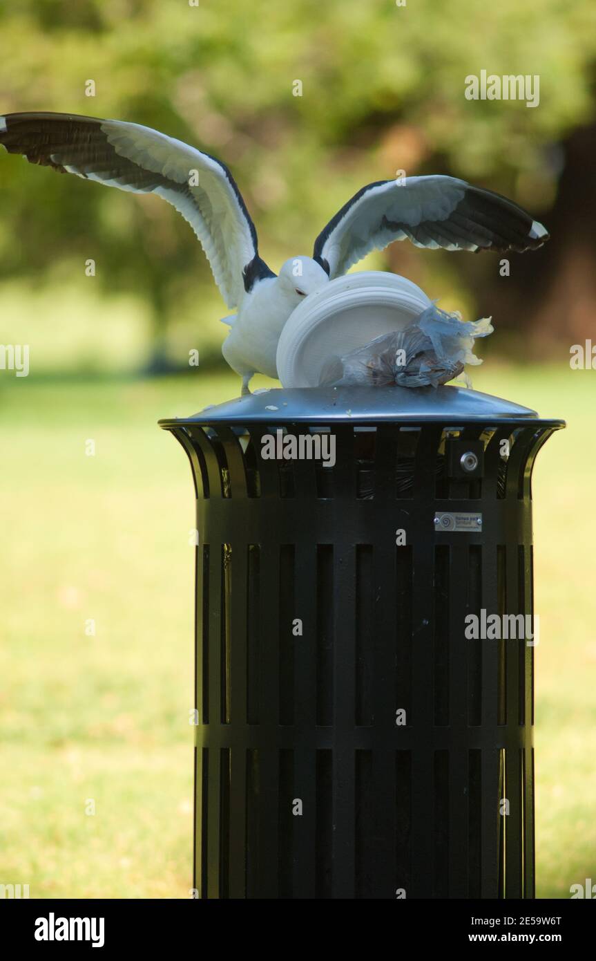 Blackbacked gull Larus dominicanus searching for food in a waste bin