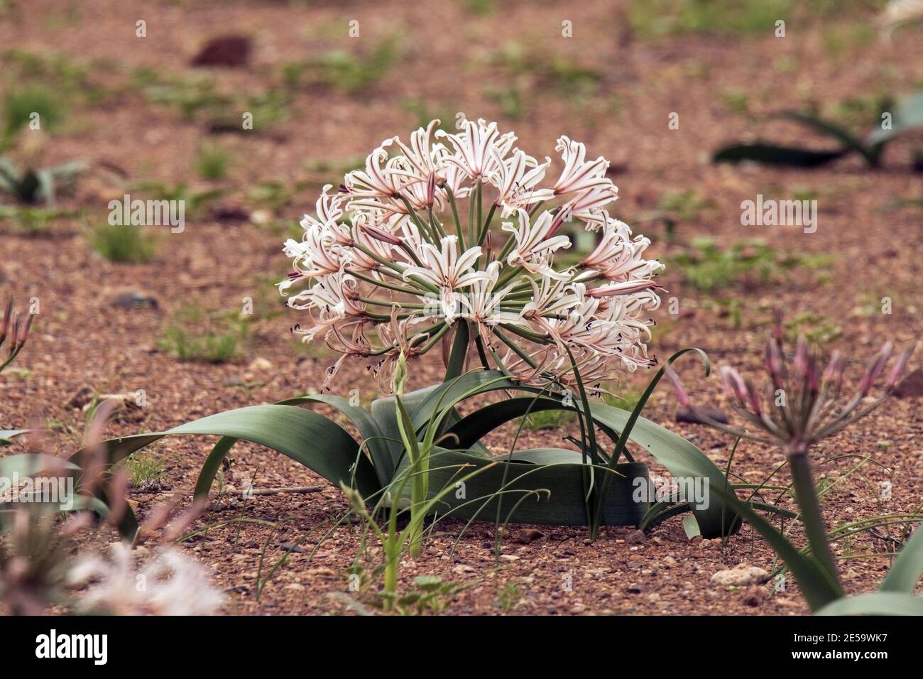 Wild flowers of Namibia Stock Photo