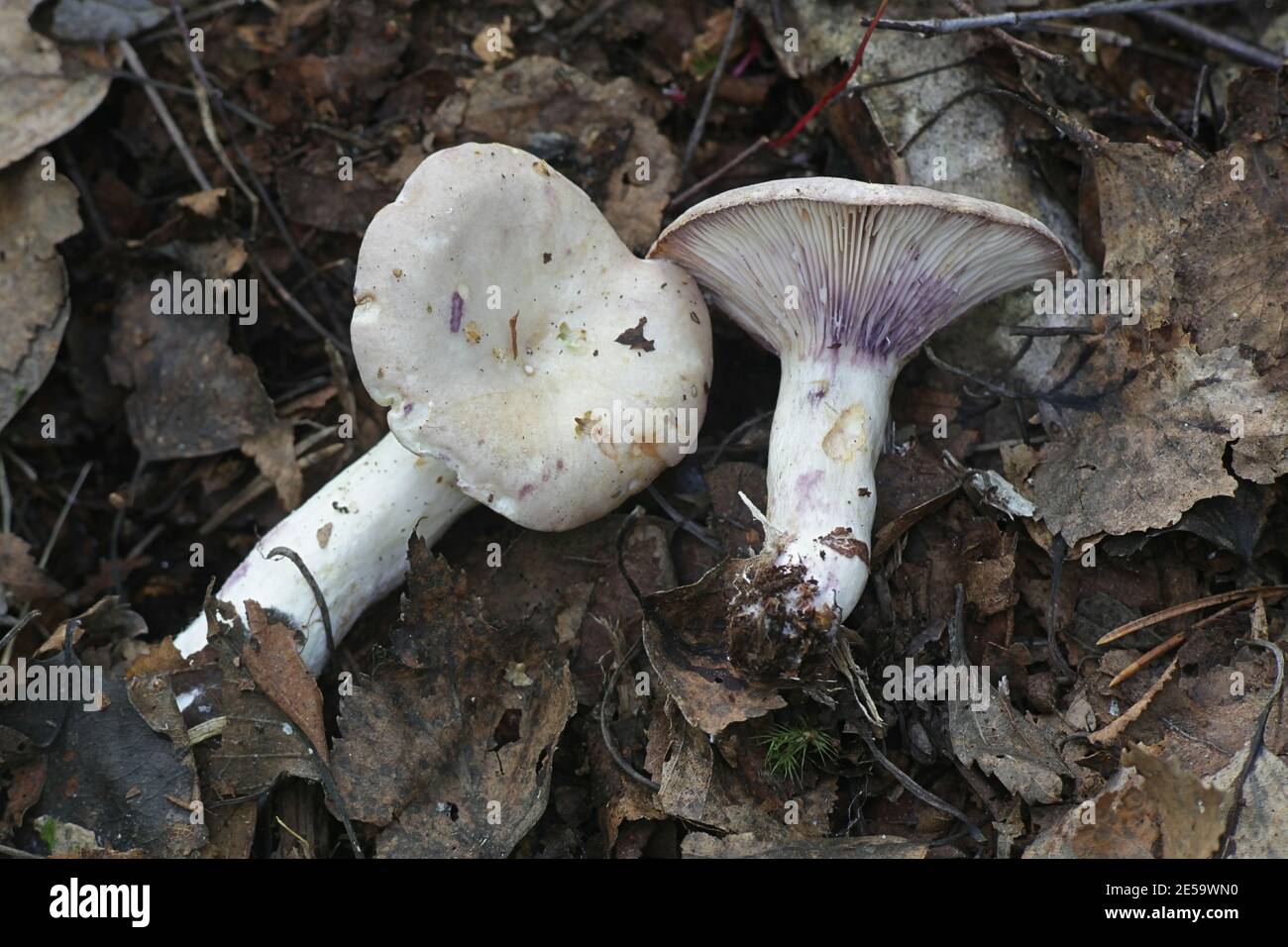 Lactarius uvidus, also known as Galorrheus uvidus, the shiner milkcap, wild mushroom from Finland Stock Photo