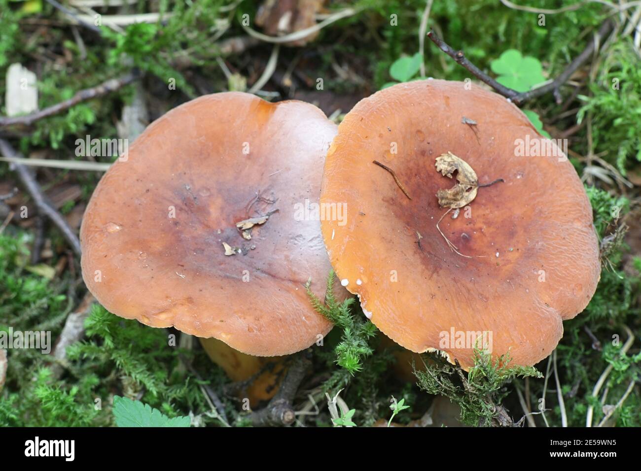 Lactarius volemus (syn. Lactifluus volemus, commonly known as fishy milkcap or weeping milk cap, wild mushroom from Finland Stock Photo