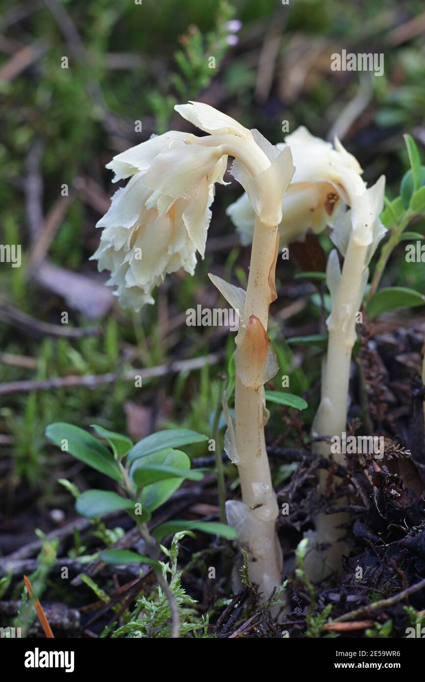 Dutchman's Pipe, Hypopitys monotropa (syn. Monotropa hypopitys), wild non-chlorophyllous parasitic plant from Finland Stock Photo