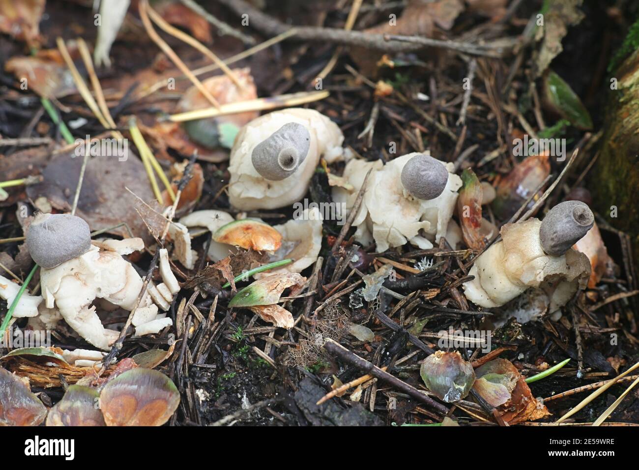 Geastrum quadrifidum, known as the rayed earthstar or four-footed earthstar, wild fungus from Finland Stock Photo