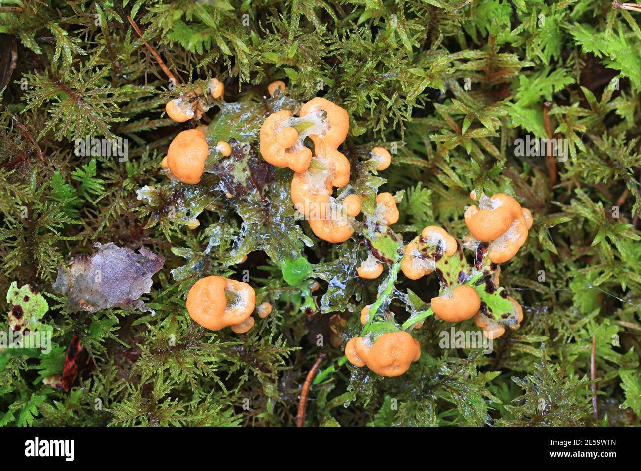 Apricot slime mold, Fuligo muscorum Stock Photo