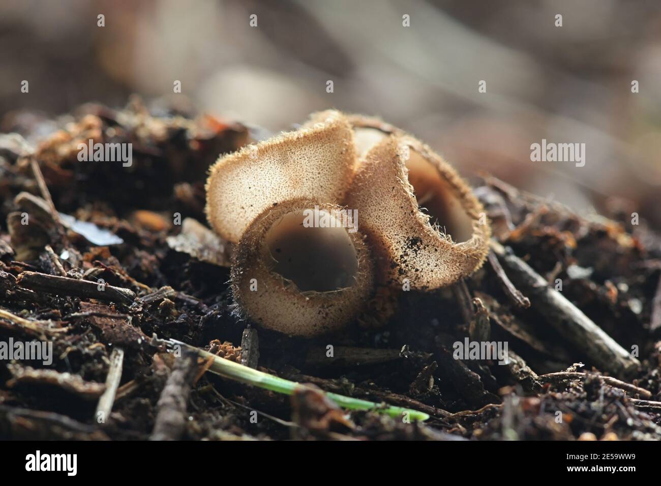 Trichophaea hemisphaerioides, atiny cup fungus from Finland with no common english name Stock Photo