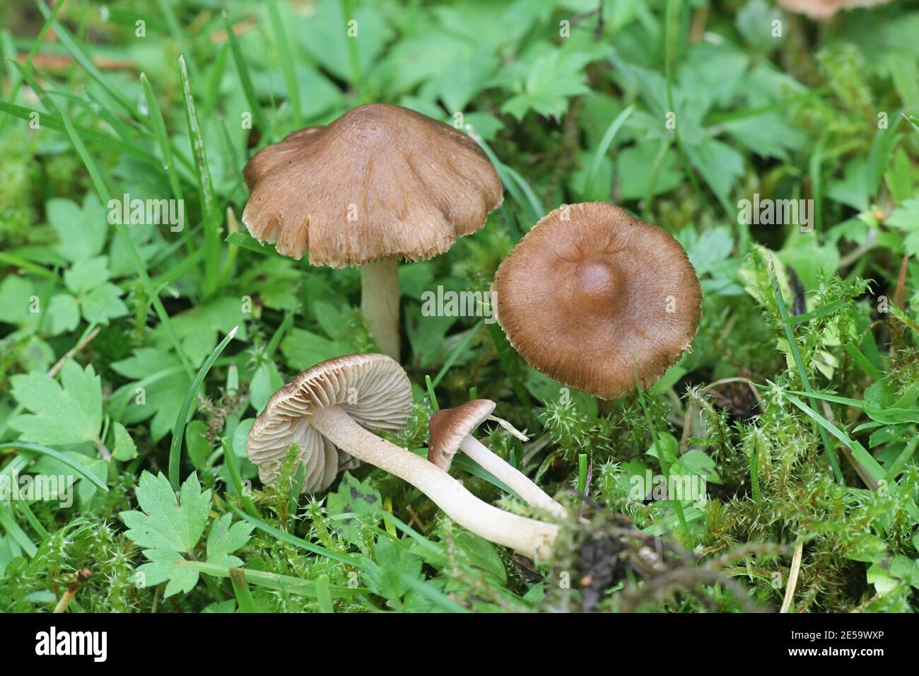 Naucoria bohemica, also called Alnicola bohemica, wild fungus from Finland with no common english name Stock Photo