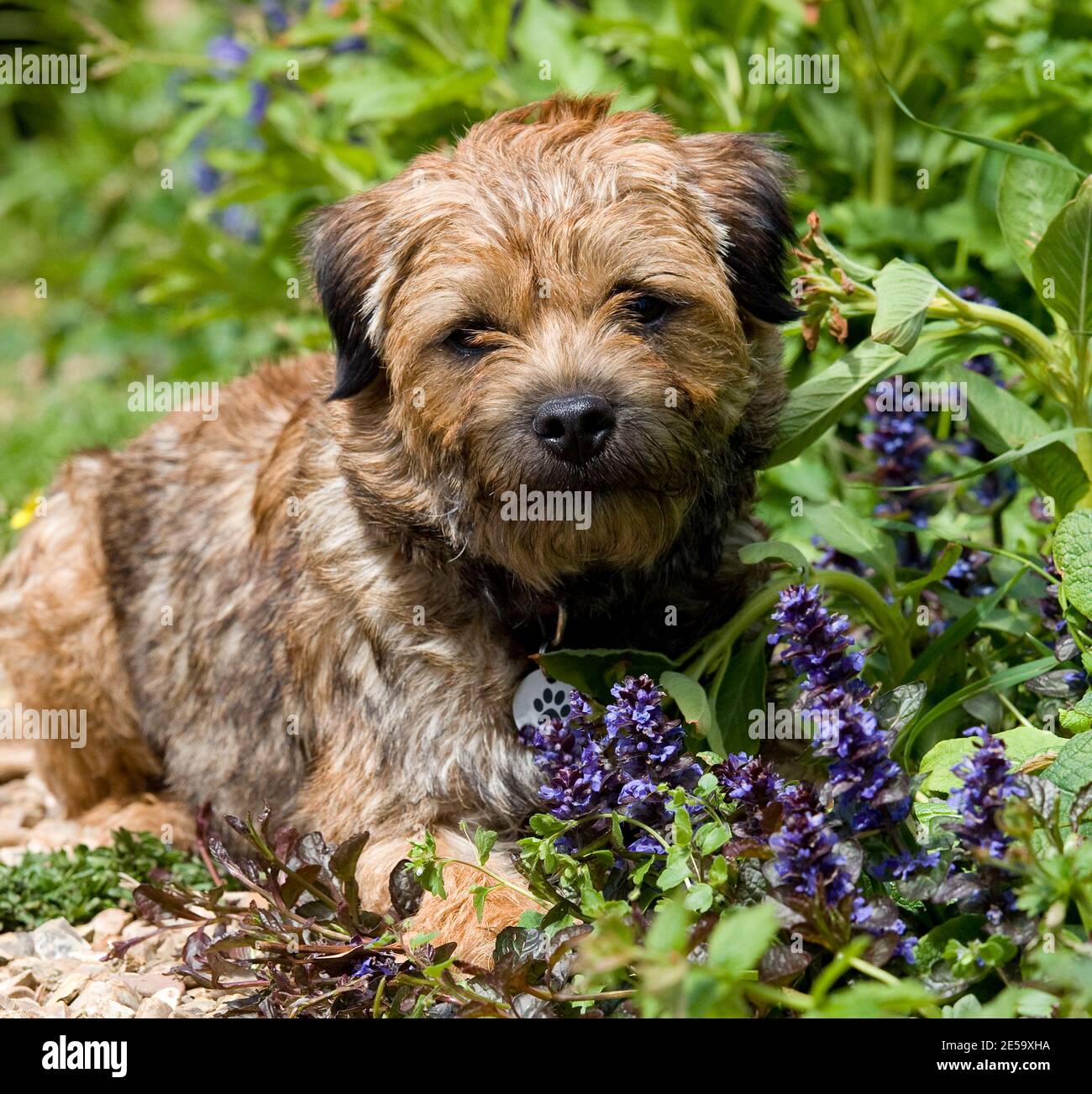 Border terrier Dog Stock Photo Alamy