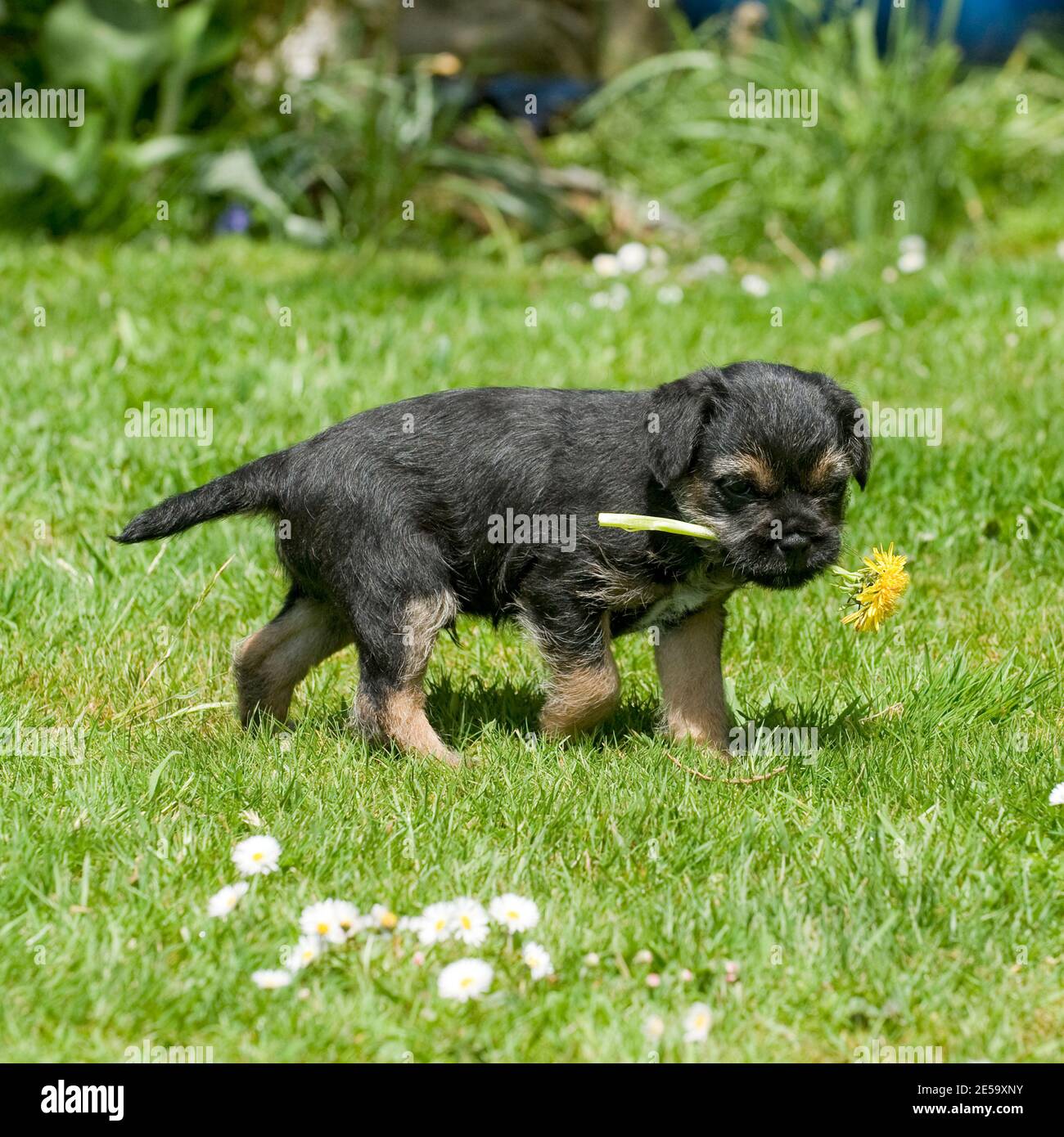 Border terrier puppy dog Stock Photo - Alamy