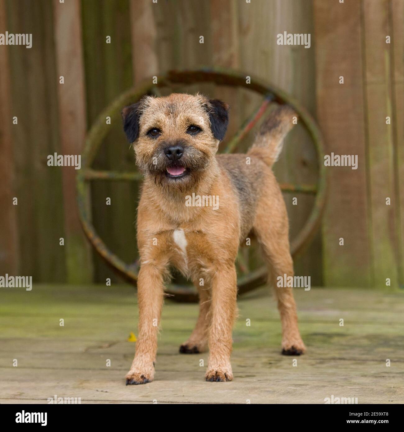 Border terrier Dog Stock Photo